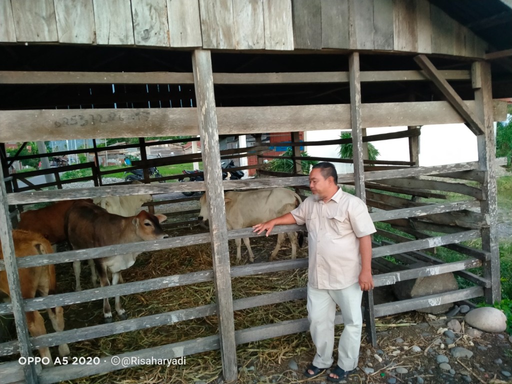 Penggemukan sapi